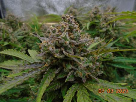 Banana Blaze - картинка 3