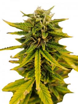 Lemonade Auto - картинка 1