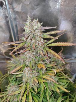 Mimosa Cake Auto - картинка 5