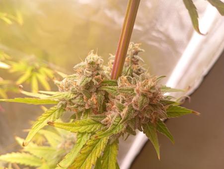 Sunday Punch - картинка 6