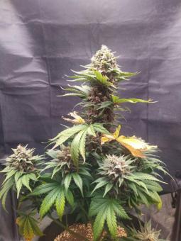 Fastberry Auto - картинка 2