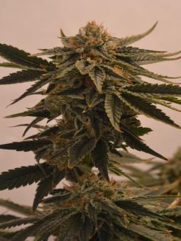 Nicole Og Kush - картинка 2