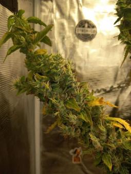 Auto Purple OG Punch - картинка 5