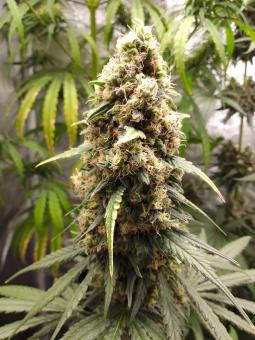 Buddha Auto Cookie - картинка 2