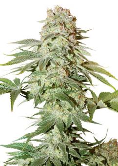 Auto Power Plant - картинка 6