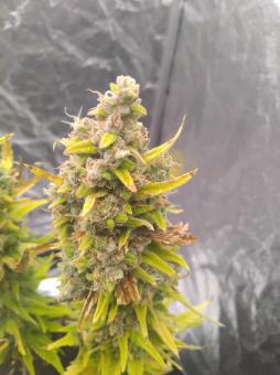 Pure Kush - картинка 4