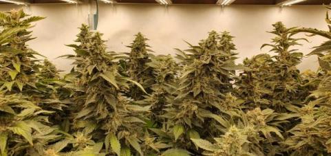 White Rhino - картинка 7