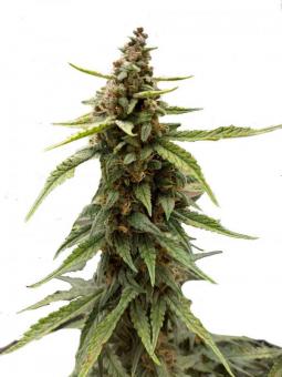 Tropicana Cookies Auto - картинка 1