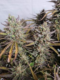 Lemon Larry OG - картинка 5