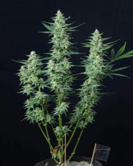 Vesta Autoflowering - картинка 7