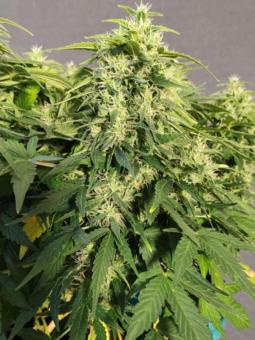 Chronic Ryder BX autoreg - картинка 3