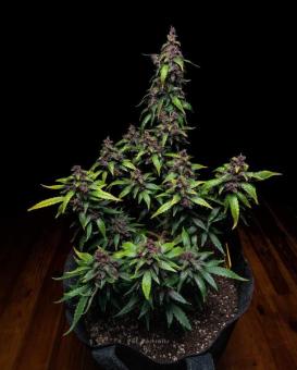 Buddha Purple Kush Auto - картинка 5