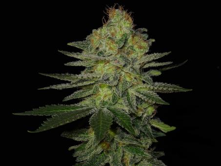 S.A.D. Sweet Afgani Delicious S1 - картинка 4