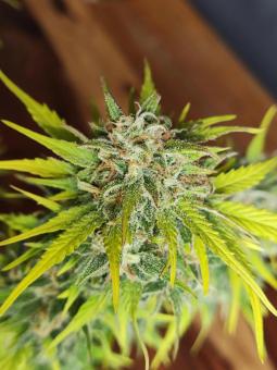 Candy Bubatz XL - картинка 4