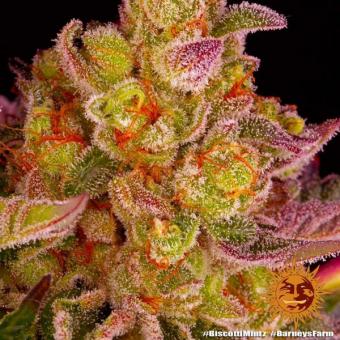 Biscotti Mintz - картинка 10