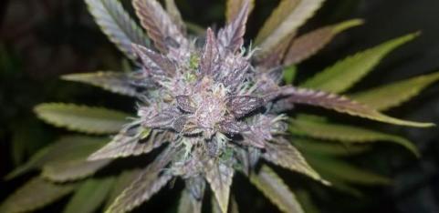 C4 Auto - картинка 1