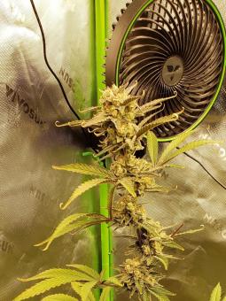 Total Cheese Auto (aka Super Cheese Auto) - картинка 7