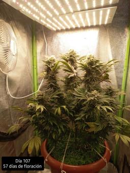 Kukulkán - картинка 3