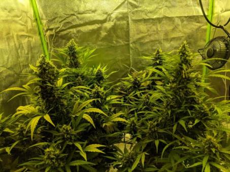 Girl Scout Cookies Auto - картинка 4