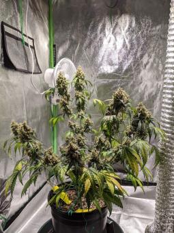 Black Jack Auto - картинка 7