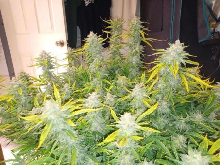 Creeper - картинка 3