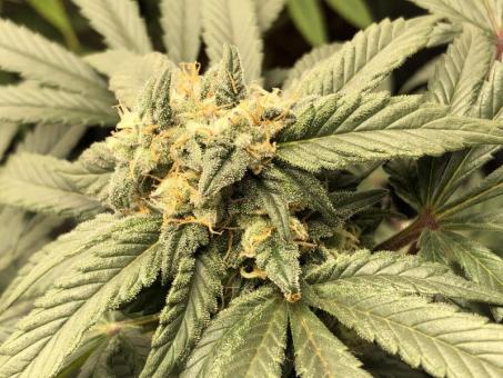 Karel's Dank - картинка 2