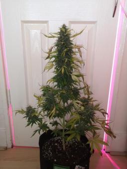 Motavation fem - картинка 1