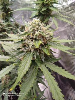 Anesthesia CBD - картинка 2