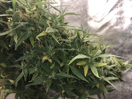 Arjan's Ultra Haze 2 (Mango Haze) - картинка 5