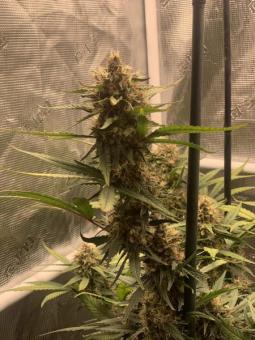 Wedding Glue Auto - картинка 9