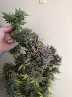 Mimosa Cake Auto - картинка 12