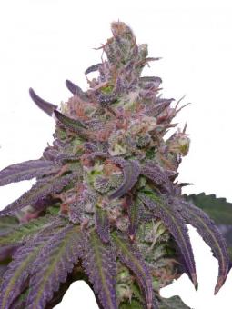 Zombie Kush - картинка 1