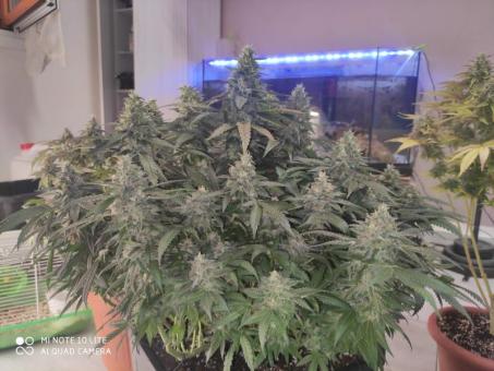 Sunset Paradise - картинка 5