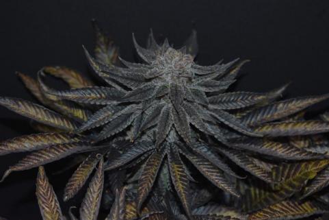 Persian Pie - картинка 6