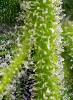 Sweet Gelato Auto - картинка 4