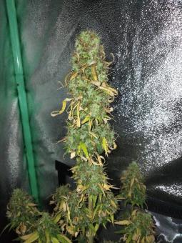 Critical Jack Herer Auto - картинка 3