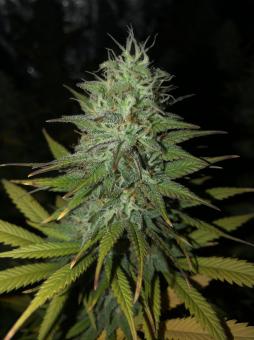 Black Jack - картинка 5