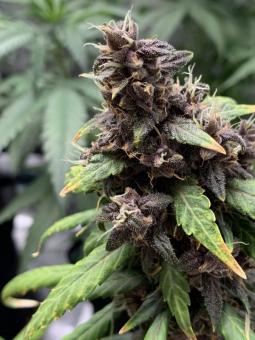 LSD-25 Auto - картинка 4