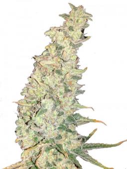 G14 Auto - картинка 10