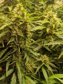 Auto Critical genetics - картинка 4