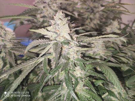 Sunset Paradise - картинка 4