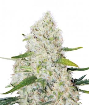 Auto Think Big - картинка 5