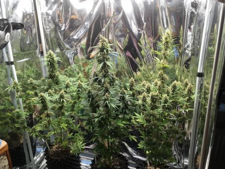 Big Bang Auto - картинка 4