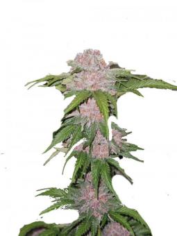 Auto Northern Ligths CBD - картинка 6