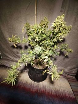 Purple OG Punch - картинка 5