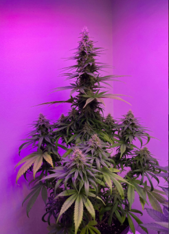 Super Bud - картинка 2