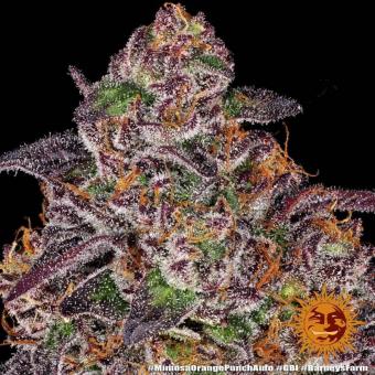 Mimosa x Orange Punch Auto - картинка 2