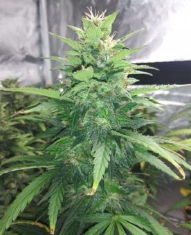 Sour Diesel Auto - картинка 3