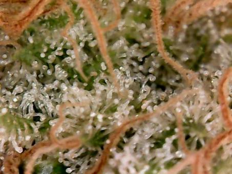 Auto Diesel genetics - картинка 5