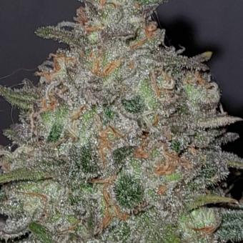 Critical Sensi Star Early Version - картинка 5